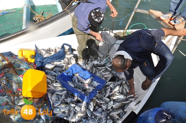 samak denisss (38).JPG